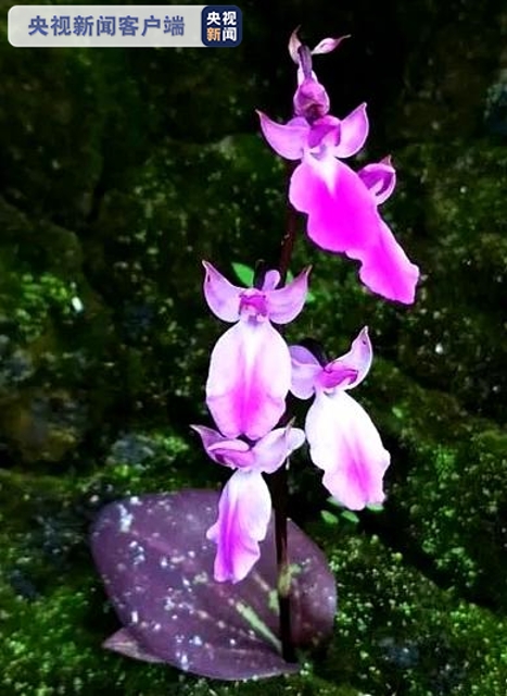 美叶舌喙兰（图据央视新闻）.png