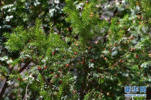 红豆杉（图据新华社）.jpg