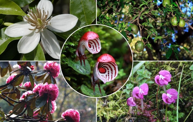 共赴“春城之约”——COP15将描绘“人与自然和谐共生”新图景（据新华社）