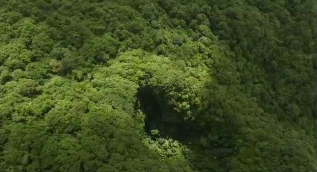 科研人员在云南发现大花石蝴蝶新居群,再遇“消失”106年的竹生羊奶子(中国科学院昆明植物研究所供图)