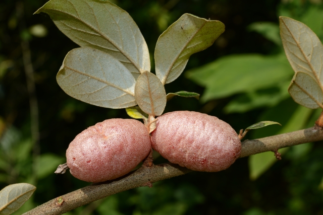 科研人员在云南发现大花石蝴蝶新居群,再遇“消失”106年的竹生羊奶子(中国科学院昆明植物研究所供图)