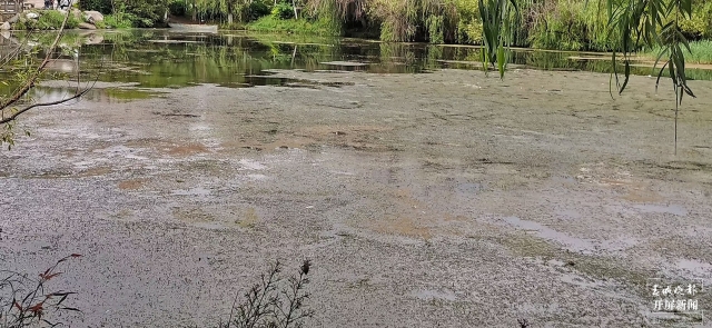 丽江黑龙潭水草、浮萍等疯狂增长的废物“上岸”了！ 王法 摄