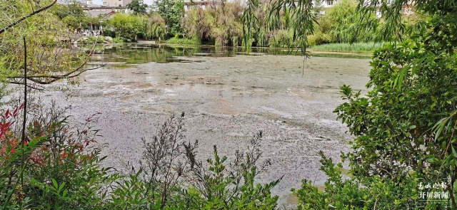 丽江黑龙潭水草、浮萍等疯狂增长的废物“上岸”了！ 王法 摄