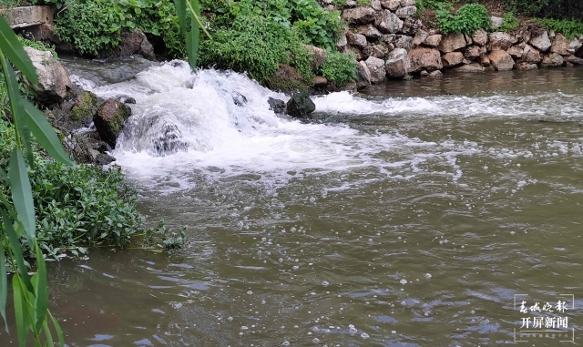 丽江黑龙潭水草、浮萍等疯狂增长的废物“上岸”了！ 王法 摄