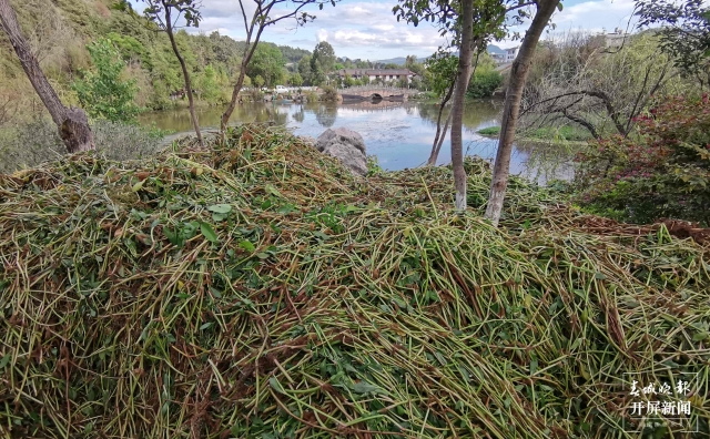 丽江黑龙潭水草、浮萍等疯狂增长的废物“上岸”了！ 王法 摄