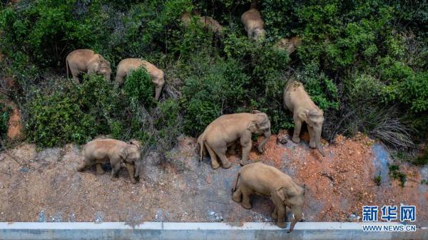 让濒危物种“绝处逢生”——“动植物王国”云南拯救极小种群物种记事