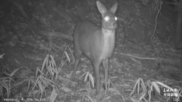 国家一级保护动物林麝频繁打卡昌宁（春城晚报-开屏新闻记者 崔敏 通讯员 摄）