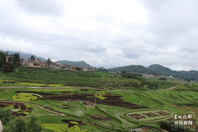 腾冲：彩色水稻为清水司莫拉“景”上添“花” 崔敏 通讯员 段生绍 杨焱淼 摄