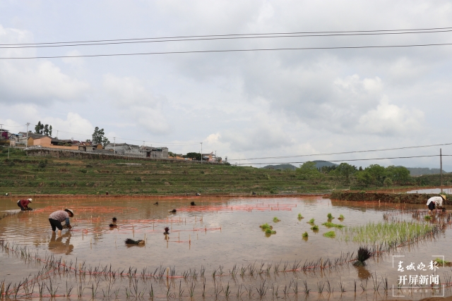 腾冲：彩色水稻为清水司莫拉“景”上添“花” 崔敏 通讯员 段生绍 杨焱淼 摄
