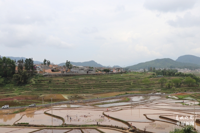 腾冲：彩色水稻为清水司莫拉“景”上添“花” 崔敏 通讯员 段生绍 杨焱淼 摄
