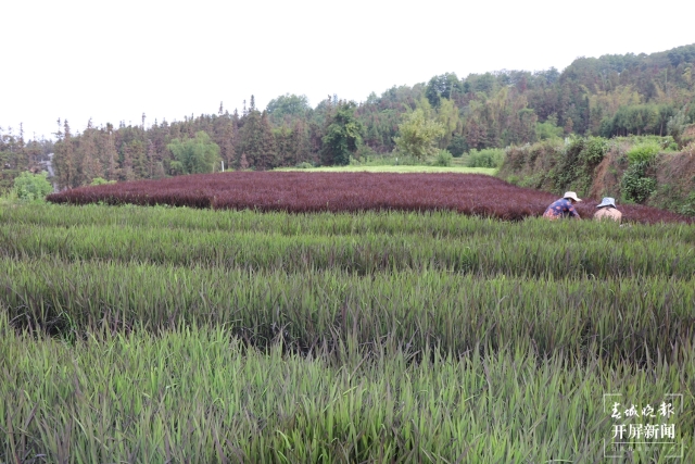 腾冲：彩色水稻为清水司莫拉“景”上添“花” 崔敏 通讯员 段生绍 杨焱淼 摄