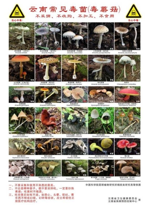 云南省卫生健康委紧急发布预防野生菌中毒预警公告2 云南省卫生健康委紧急发布预防野生菌中毒预警公告2