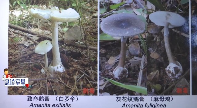 吃了3朵自采毒菌,曲靖祖孙三代重症入院