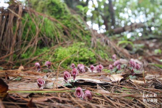 保山龙陵首次发现濒危物种大理铠兰(春城晚报-开屏新闻记者 崔敏 通讯员 郁云江 李家华 摄)