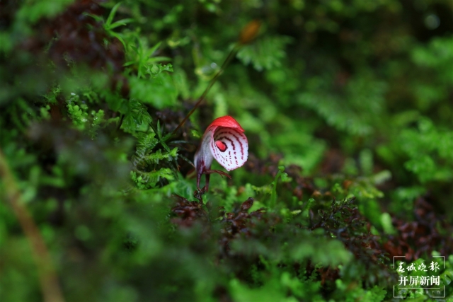 保山龙陵首次发现濒危物种大理铠兰(春城晚报-开屏新闻记者 崔敏 通讯员 郁云江 李家华 摄)