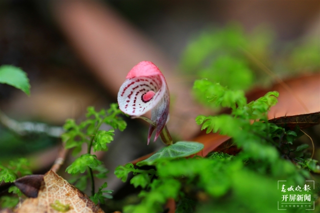 保山龙陵首次发现濒危物种大理铠兰(春城晚报-开屏新闻记者 崔敏 通讯员 郁云江 李家华 摄)