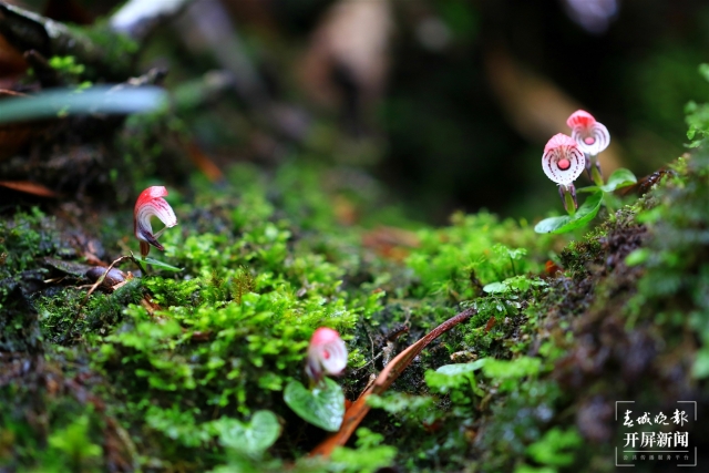 保山龙陵首次发现濒危物种大理铠兰(春城晚报-开屏新闻记者 崔敏 通讯员 郁云江 李家华 摄)