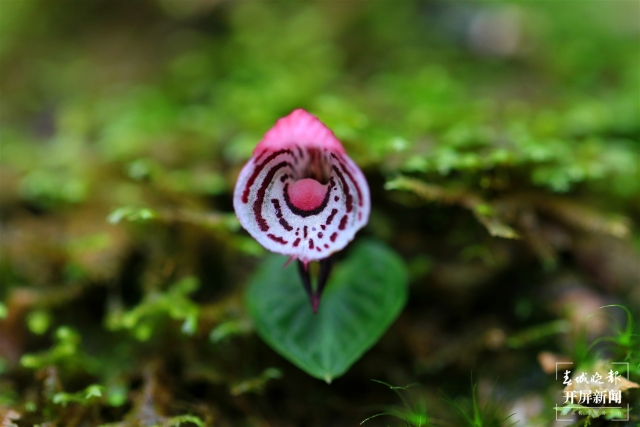 保山龙陵首次发现濒危物种大理铠兰(春城晚报-开屏新闻记者 崔敏 通讯员 郁云江 李家华 摄)