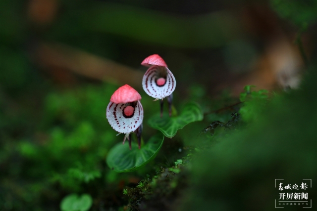 保山龙陵首次发现濒危物种大理铠兰(春城晚报-开屏新闻记者 崔敏 通讯员 郁云江 李家华 摄)