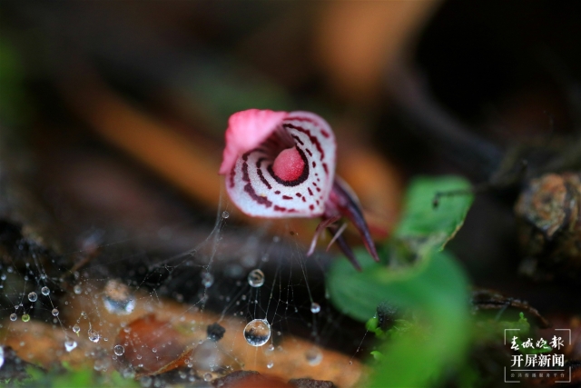 保山龙陵首次发现濒危物种大理铠兰(春城晚报-开屏新闻记者 崔敏 通讯员 郁云江 李家华 摄)
