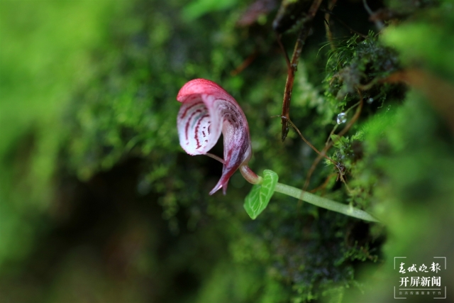 保山龙陵首次发现濒危物种大理铠兰(春城晚报-开屏新闻记者 崔敏 通讯员 郁云江 李家华 摄)