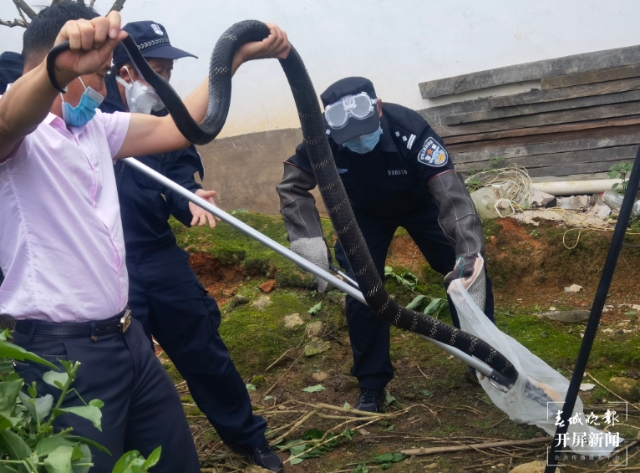 2米长剧毒眼镜王蛇“溜进”德宏一农户家2.png