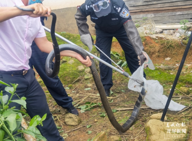 2米长剧毒眼镜王蛇“溜进”德宏一农户家3.png