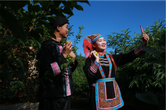 沙洲村瑶族青年正在果园直播黄金奈李 沙洲村瑶族青年正在果园直播黄金奈李