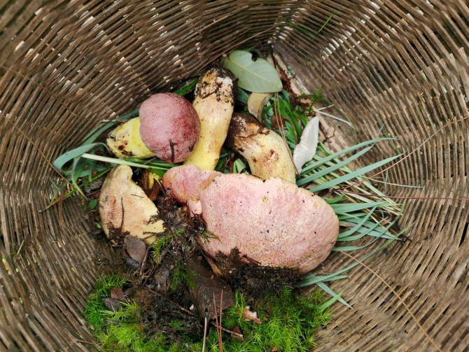 普红有捡的红聪菌(7月30日摄) 普红有捡的红聪菌(7月30日摄)