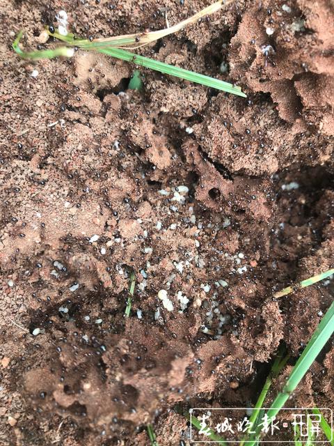 昆明一公园现十几窝红火蚁，这种蚂蚁有点可怕 (2).JPG