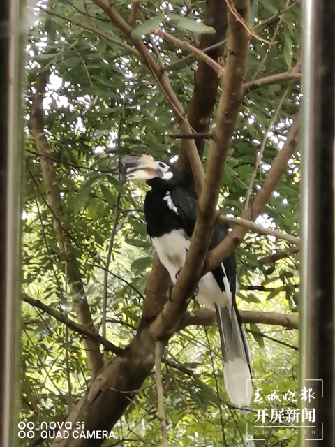 云南德宏：国家一级重点保护动物冠斑犀鸟再次进城“溜达”