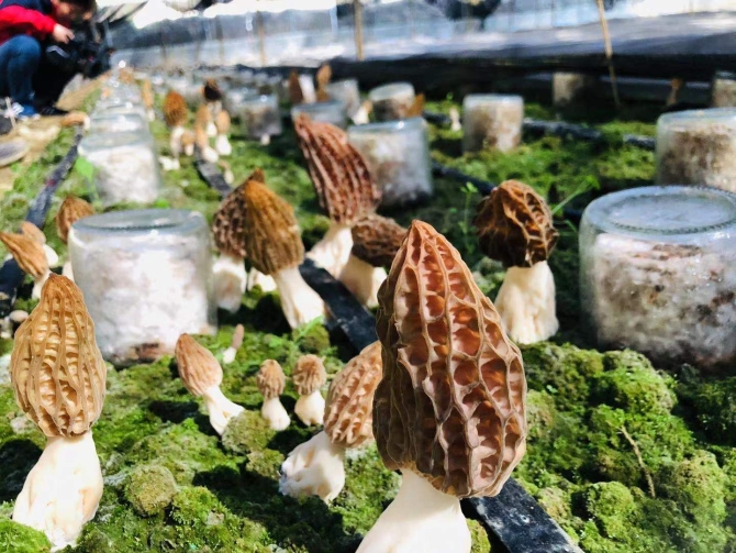 6.三家村食用菌种植 6.三家村食用菌种植