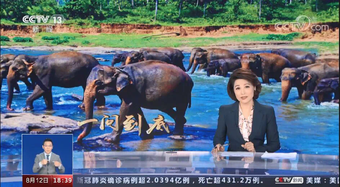 《小象宝》创作记:保护大象,是云南人对全世界的责任