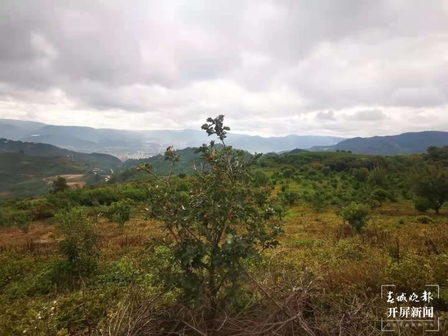 收货国内最大规模订单！昆明这里的菌种卖遍云贵川（春城晚报-开屏新闻记者 张勇 摄）