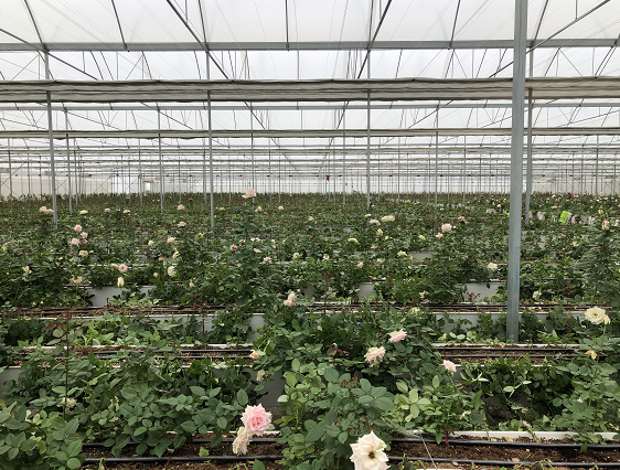 晋宁昆阳磷矿矿区内高原特色现代农业示范区（花卉大棚）实景（8月18日摄）