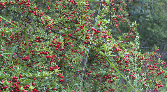 晋宁昆阳磷矿植被复垦区植物（8月18日摄）