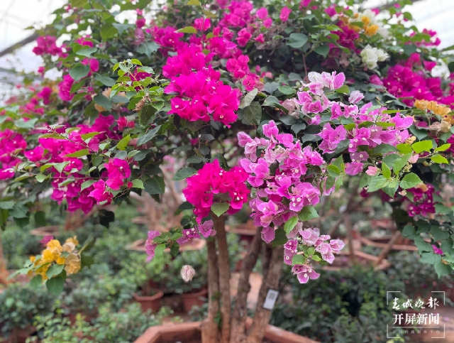 COP15云南生物多样性主题采访行在昆启动 春城晚报-开屏新闻记者 张田睿 摄影报道