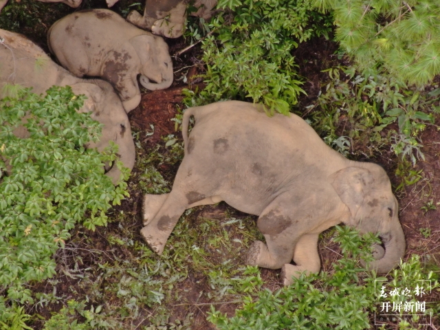 北移亚洲象群搜寻监测任务转入常态化监测管理 (9).jpg