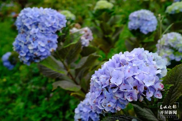 绣球花(11291070)-20210831212547.jpeg