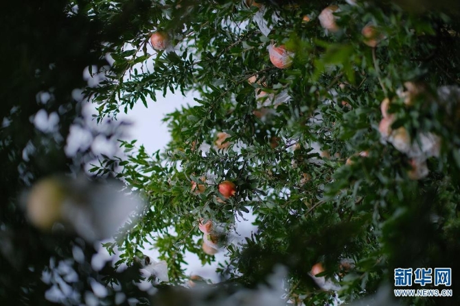 1310167850_16308626958741n