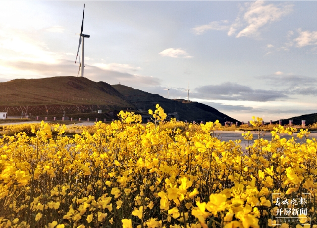 美得像梦境！9月，油菜花在海拔3650米的云南这个地方盛开 春城晚报-开屏新闻记者 蒋琼波 通讯员 罗丽红 罗桢 摄影报道