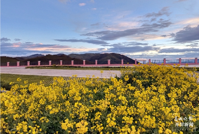 美得像梦境！9月，油菜花在海拔3650米的云南这个地方盛开 春城晚报-开屏新闻记者 蒋琼波 通讯员 罗丽红 罗桢 摄影报道