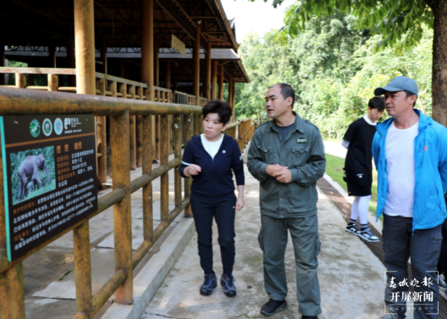 邓亚萍到云南当“象妈妈”(云报全媒体记者 戴振华 摄)