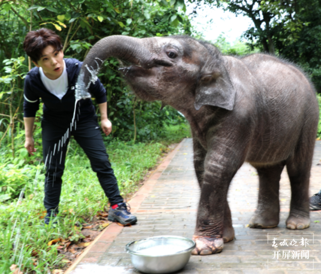 邓亚萍到云南当“象妈妈”(云报全媒体记者 戴振华 摄)