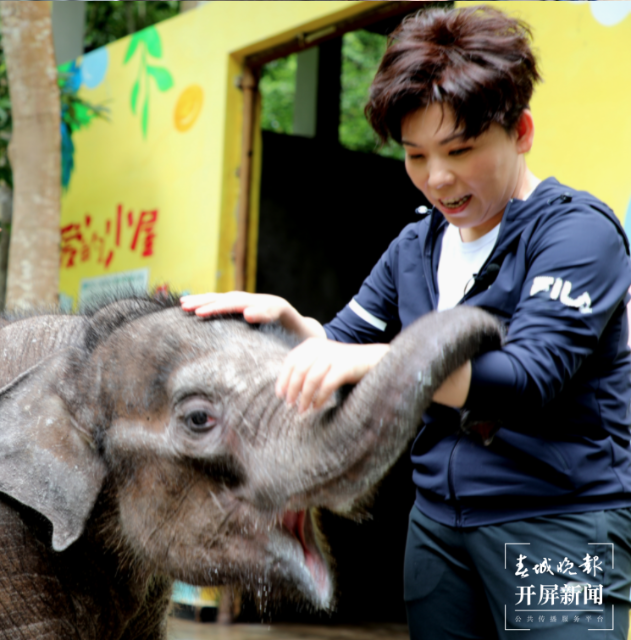 邓亚萍到云南当“象妈妈”(云报全媒体记者 戴振华 摄)