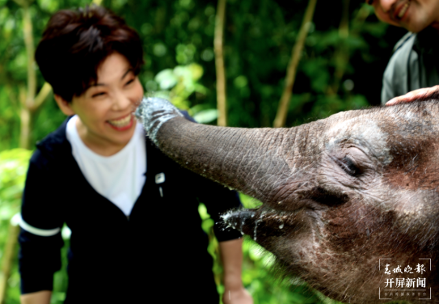 邓亚萍到云南当“象妈妈”(云报全媒体记者 戴振华 摄)