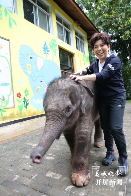 邓亚萍到云南当“象妈妈”(云报全媒体记者 戴振华 摄)