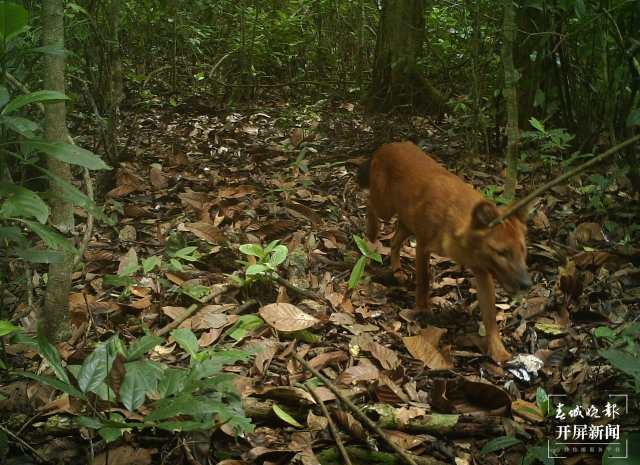 云南普洱拍到国家一级保护动物豺 (2).jpg