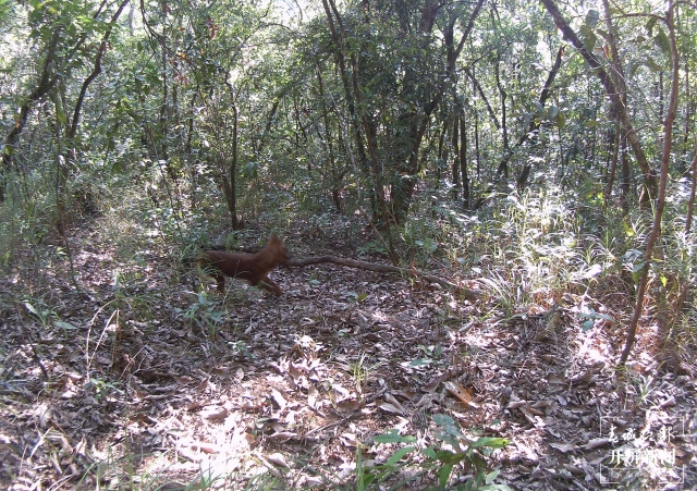 云南普洱拍到国家一级保护动物豺 (5).jpg