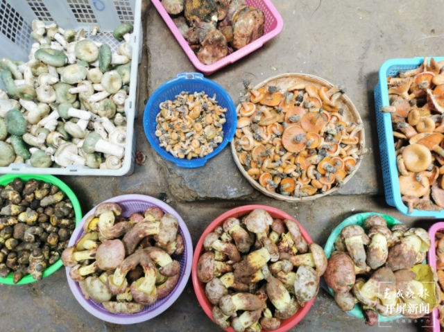 野生菌(春城晚报-开屏新闻记者 李赛 摄)